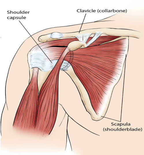 Shoulder anatomy diagram showing rotator cuff and joint capsule — Life in Motion Chiropractic Livonia MI